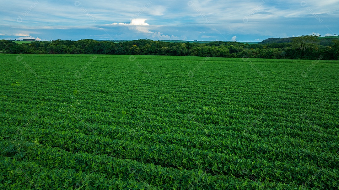 Plantação de soja com verde vibrante devido à estação chuvosa