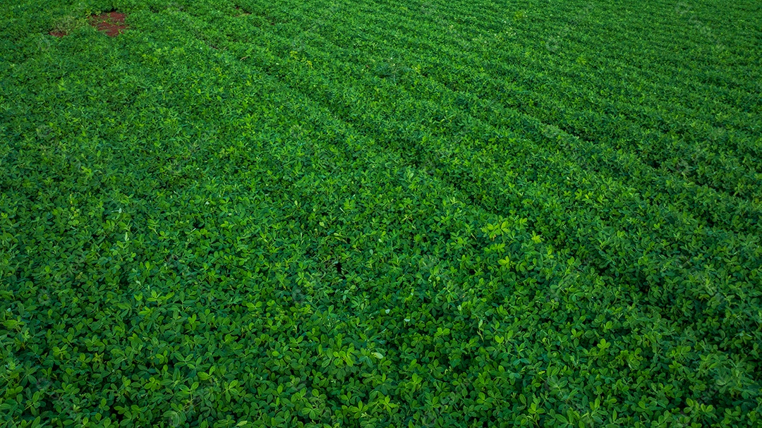 Plantação de soja com verde vibrante devido à estação chuvosa