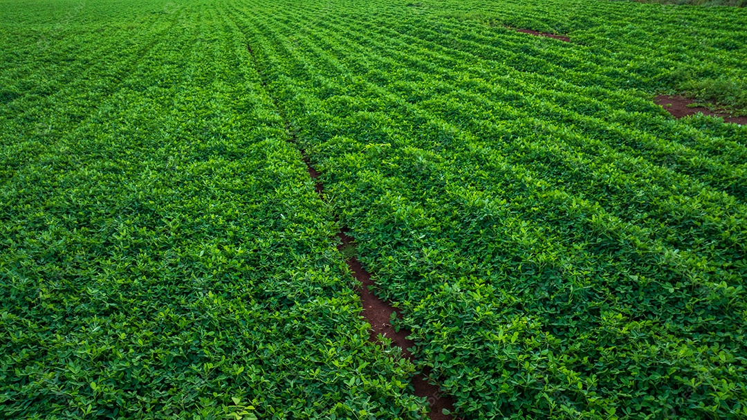 Plantação de soja com verde vibrante devido à estação chuvosa
