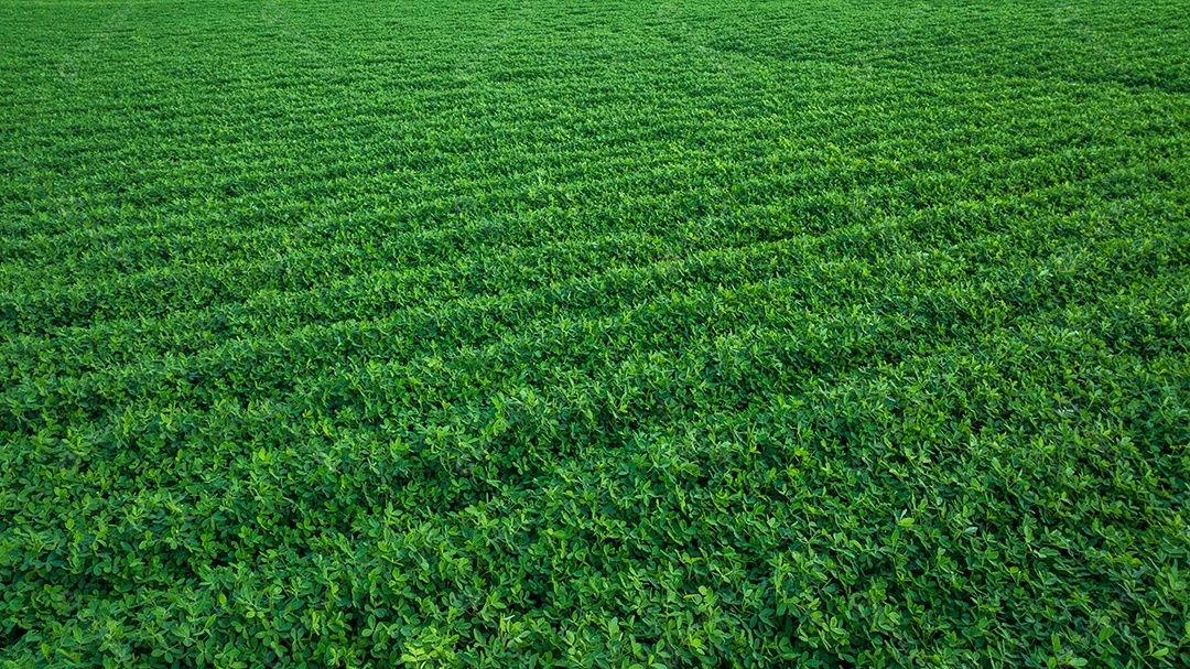 Plantação de soja com verde vibrante devido à estação chuvosa