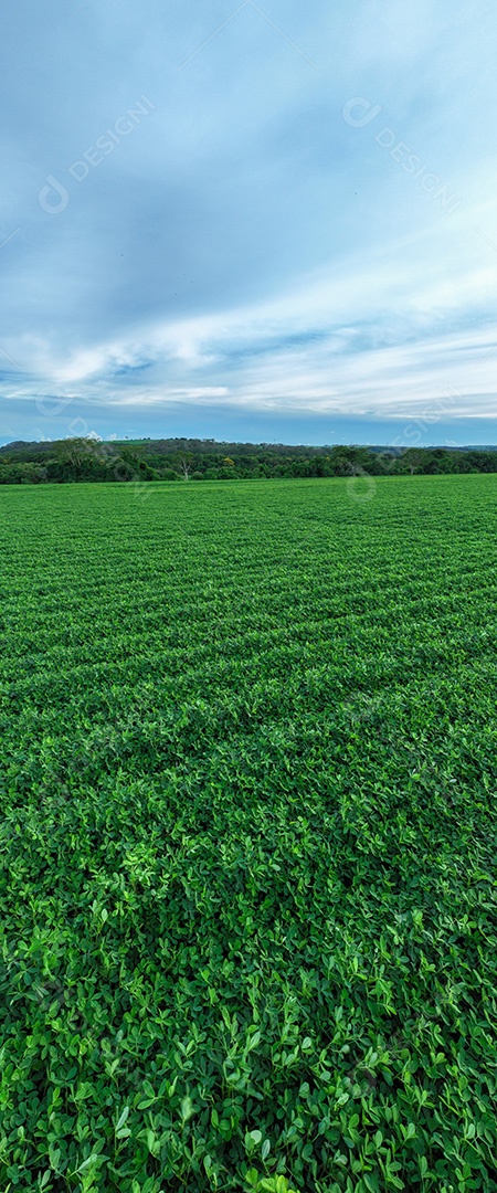 Plantação de soja com verde vibrante devido à estação chuvosa