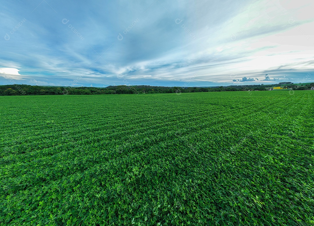 Plantação de soja com verde vibrante devido à estação chuvosa