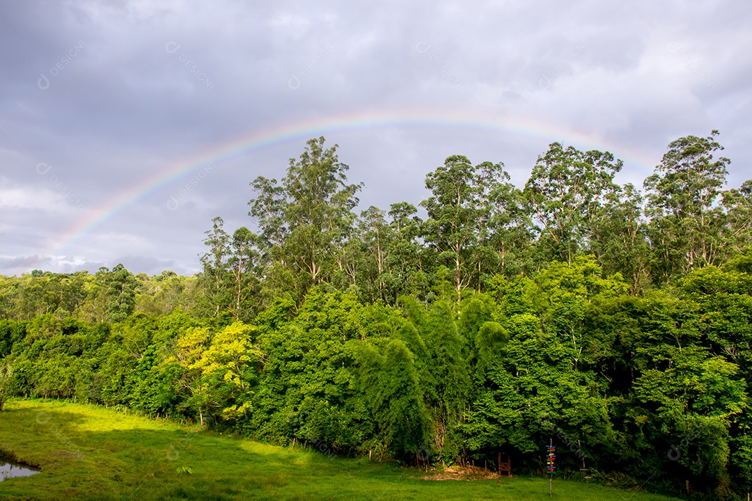 Paisagem bonita e pacífica de um gramado arco íris e floresta