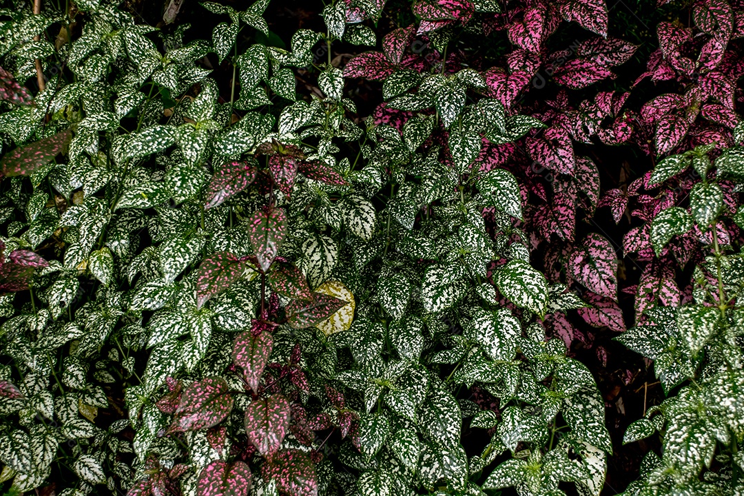 Fundo de textura de lindas flores fittonia
