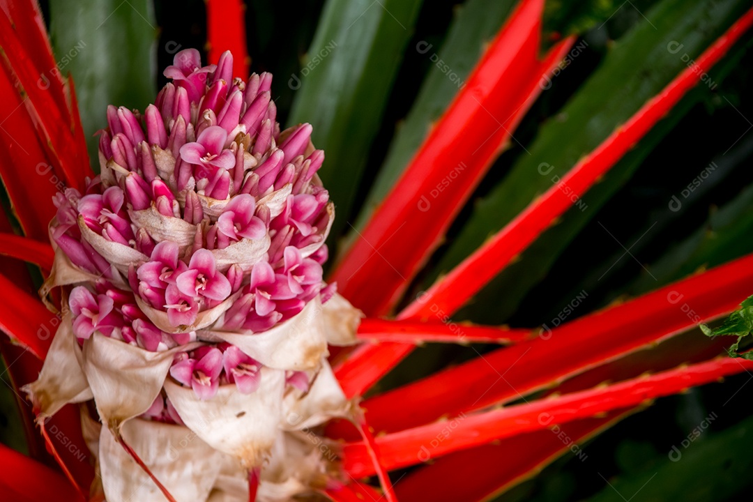 Detalhes da linda flor de bromélia Bromelia balansae