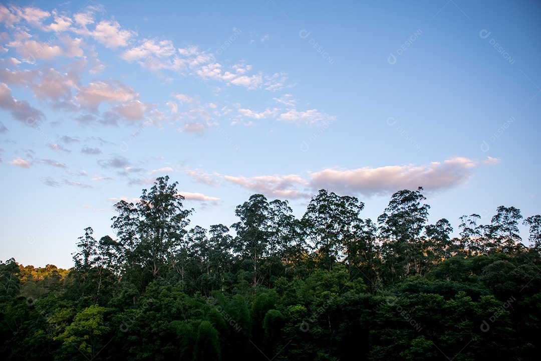 Floresta e céu azul com nuvens