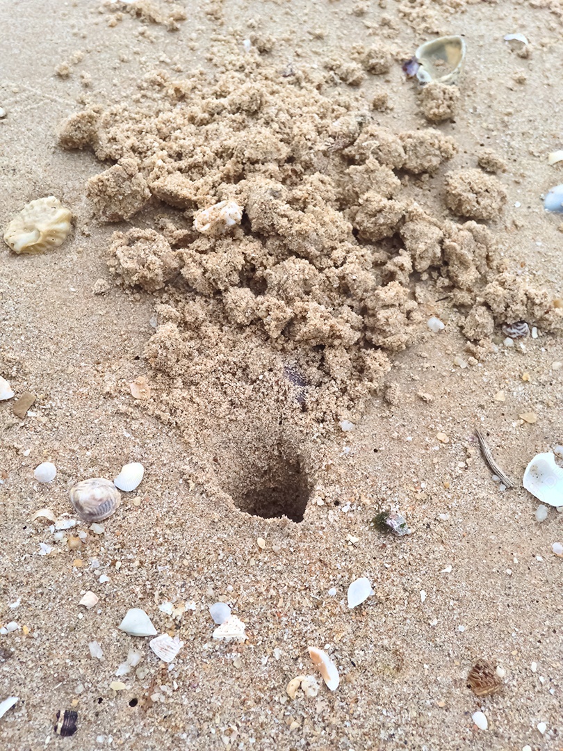 Lindo buraco de caranguejo sobre áreia da praia