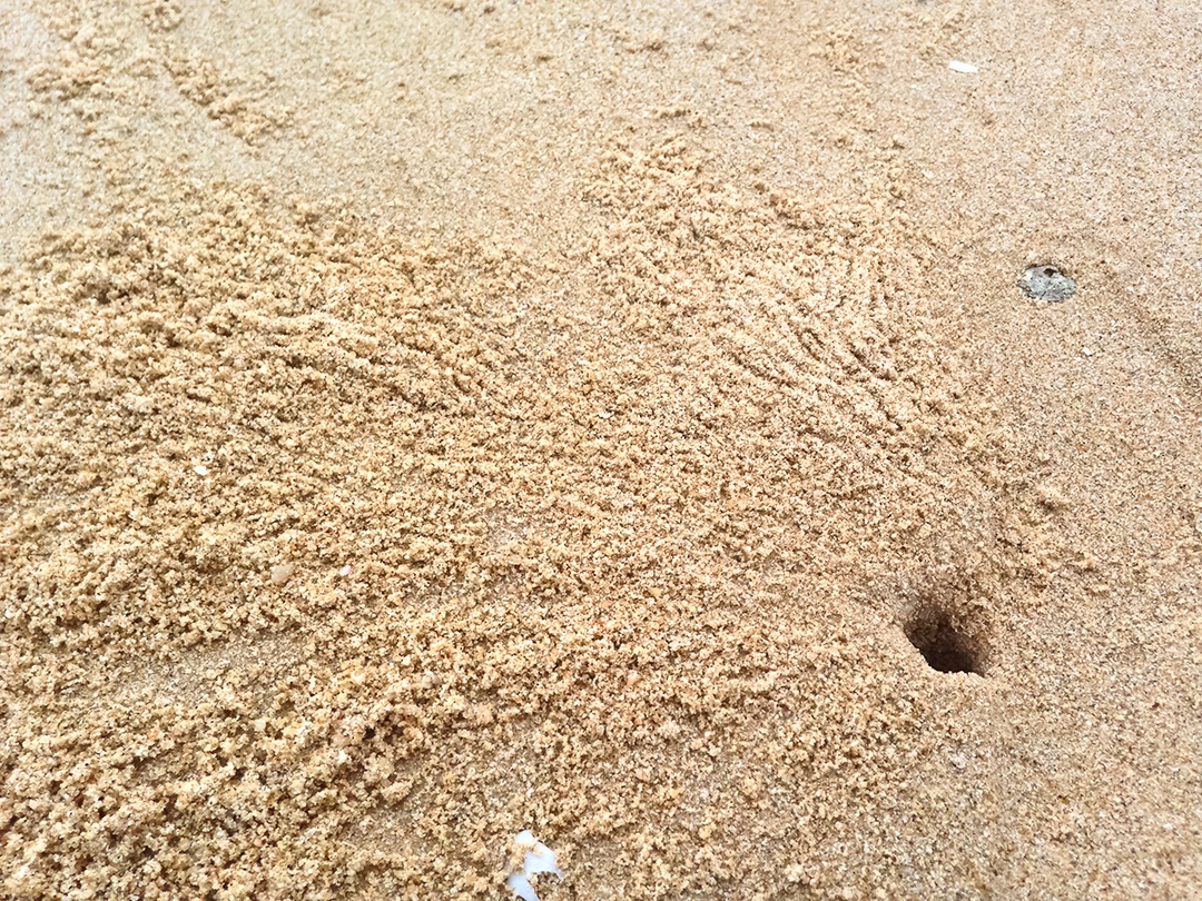 Lindo buraco de caranguejo sobre áreia da praia