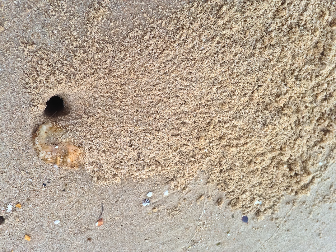 Lindo buraco de caranguejo sobre áreia da praia