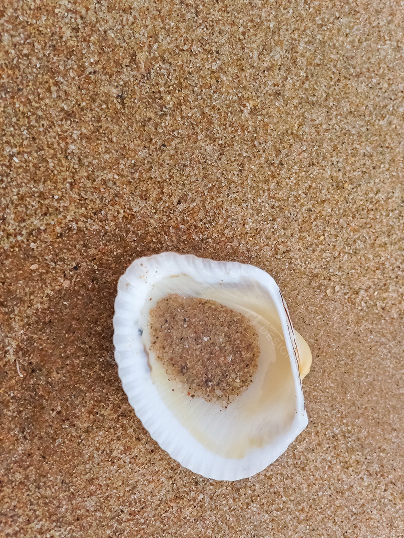 Linda concha de molusco sobre áreia