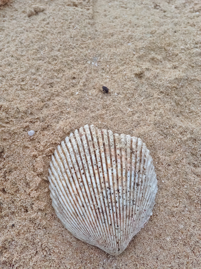 Linda concha de molusco sobre áreia