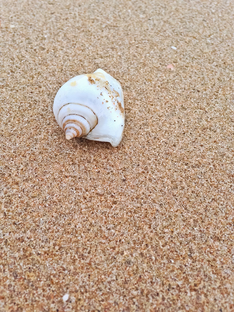 Linda concha de molusco sobre áreia