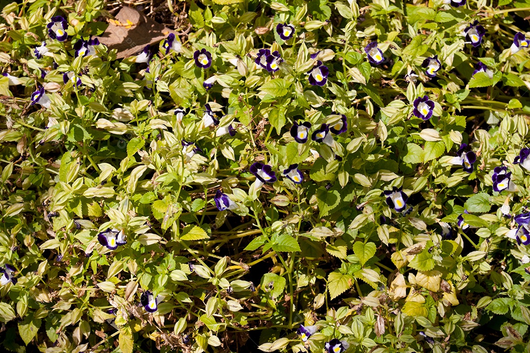 Linda camada de flores roxas sobre fundo isolado