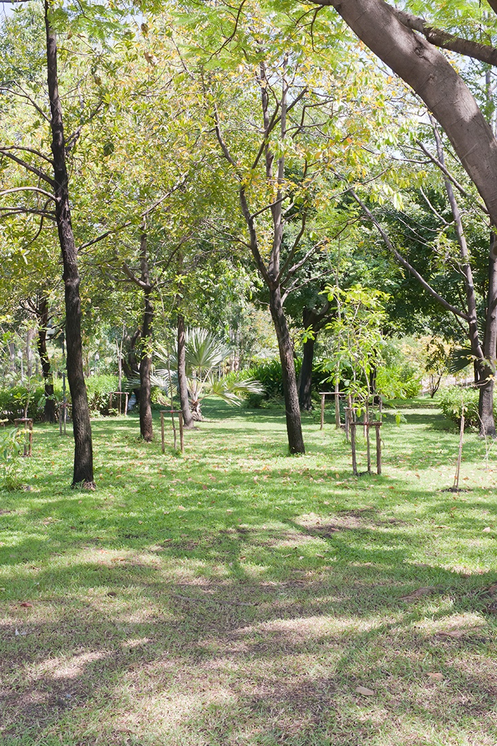 Lindo parque das árvores