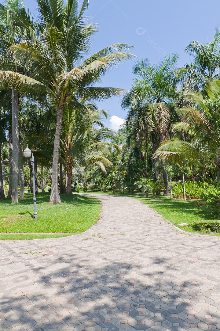lindo caminho de parque ao redor de palmeiras