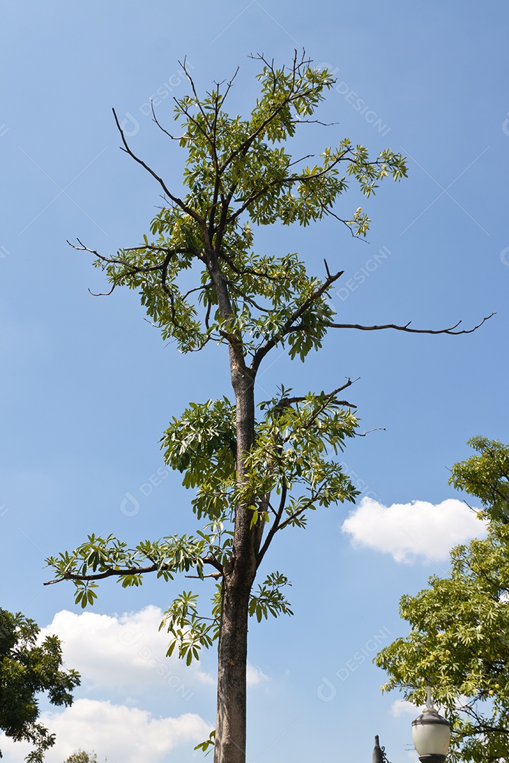 Árvores ornamentais de jardim