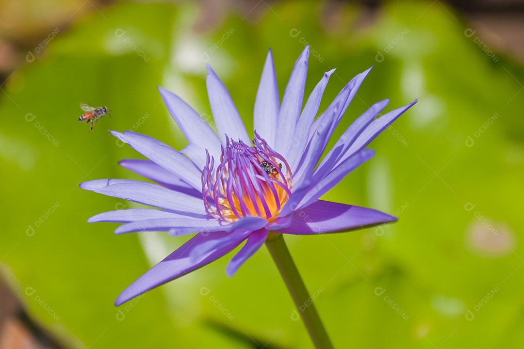 Nymphaea tetragona sobre fundo isolado