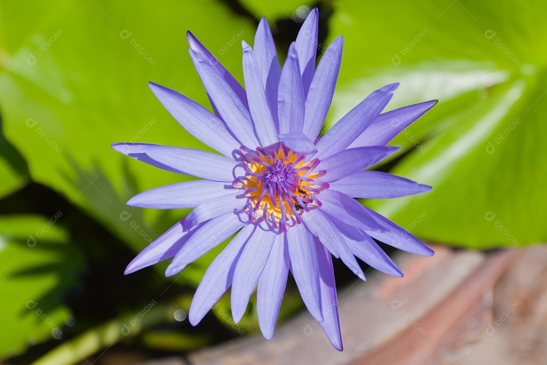 Nymphaea tetragona sobre fundo isolado