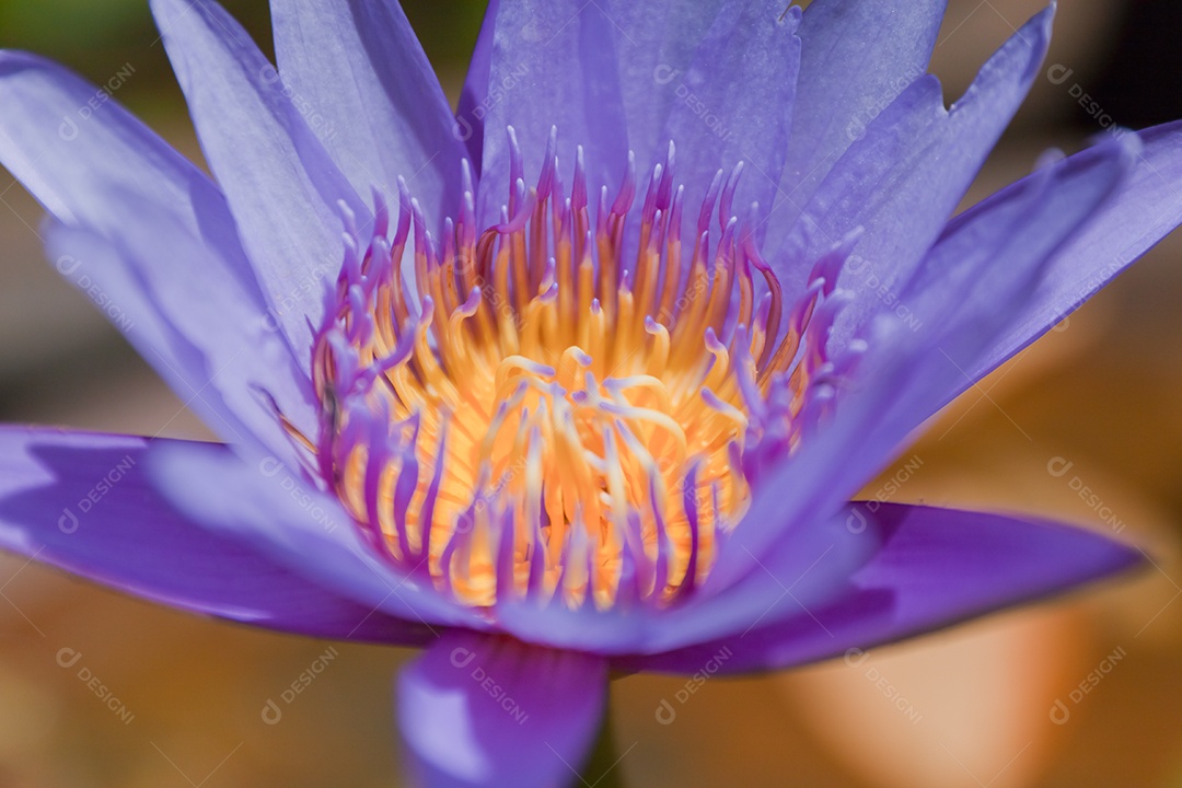Nymphaea tetragona sobre fundo isolado