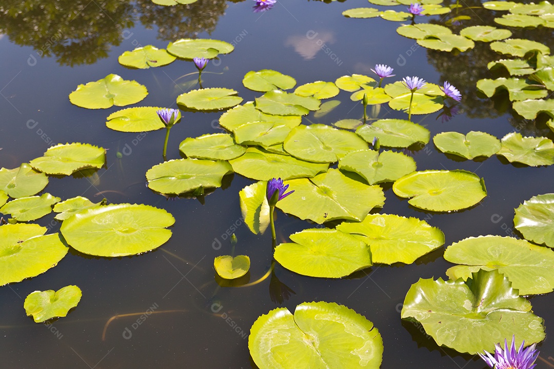 Victoria regia sobre rio
