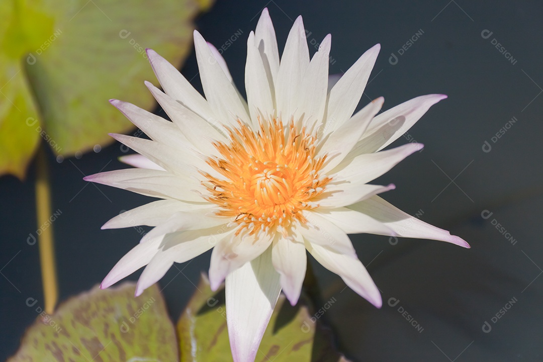 Nymphaea tetragona sobre fundo isolado