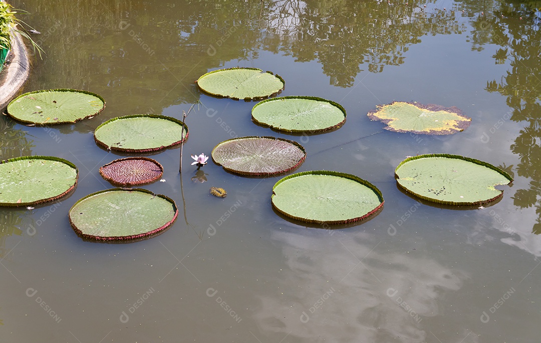 Victoria regia sobre rio