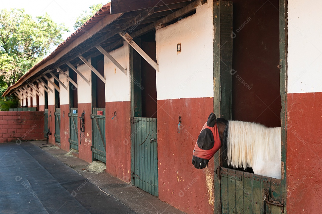 Lindo cavalo se alimentando em estábulo sobre uma fazenda