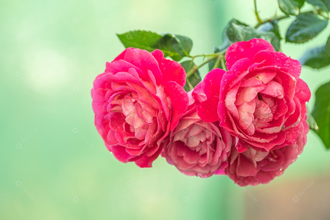 Lindas rosas cor-de-rosa florescem no verão no jardim do campo