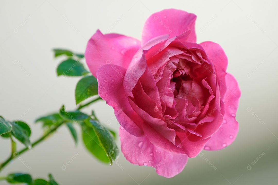 Lindas rosas cor-de-rosa florescem no verão no jardim do campo