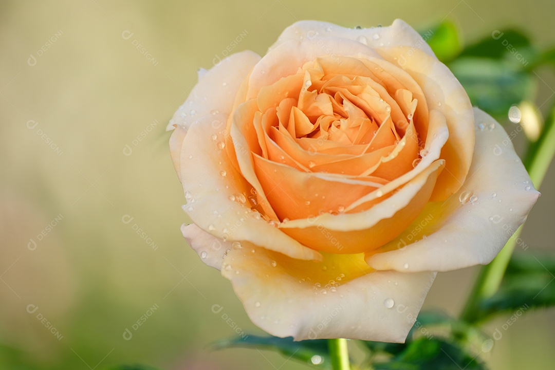 Lindas rosas amarelas e laranja florescem no verão no jardim do campo