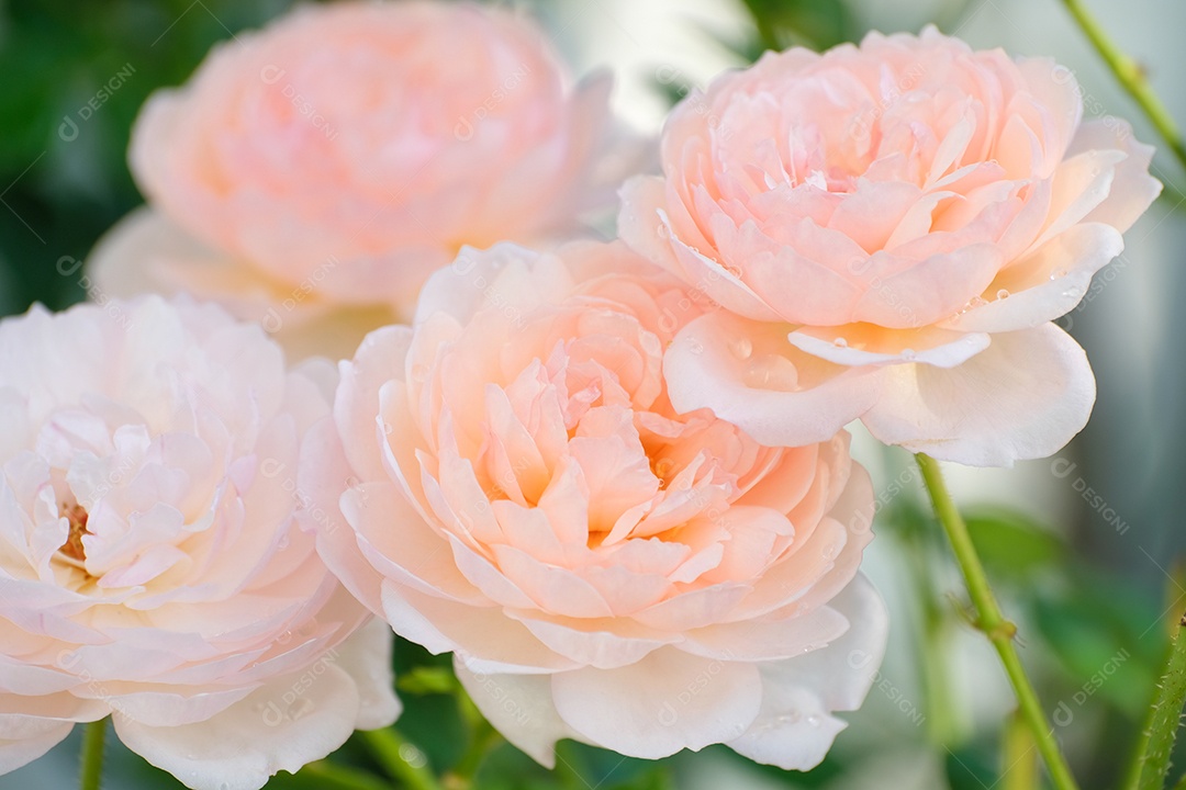 Lindas rosas cor-de-rosa florescem no verão no jardim do campo