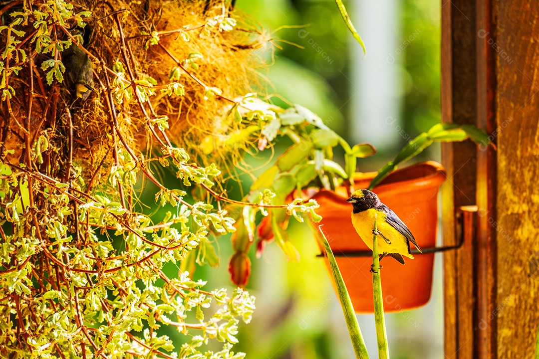 Casal de passarinhos com ninho construído em vaso