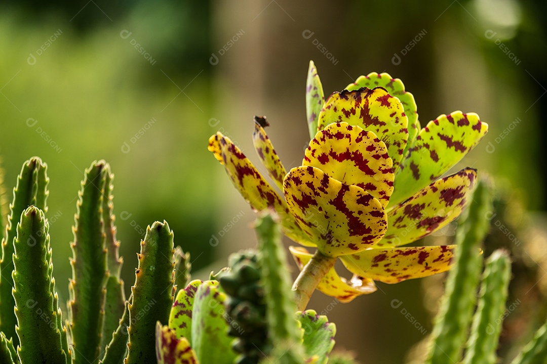 Planta suculenta kalanchoe marmorata e pequenos cactos