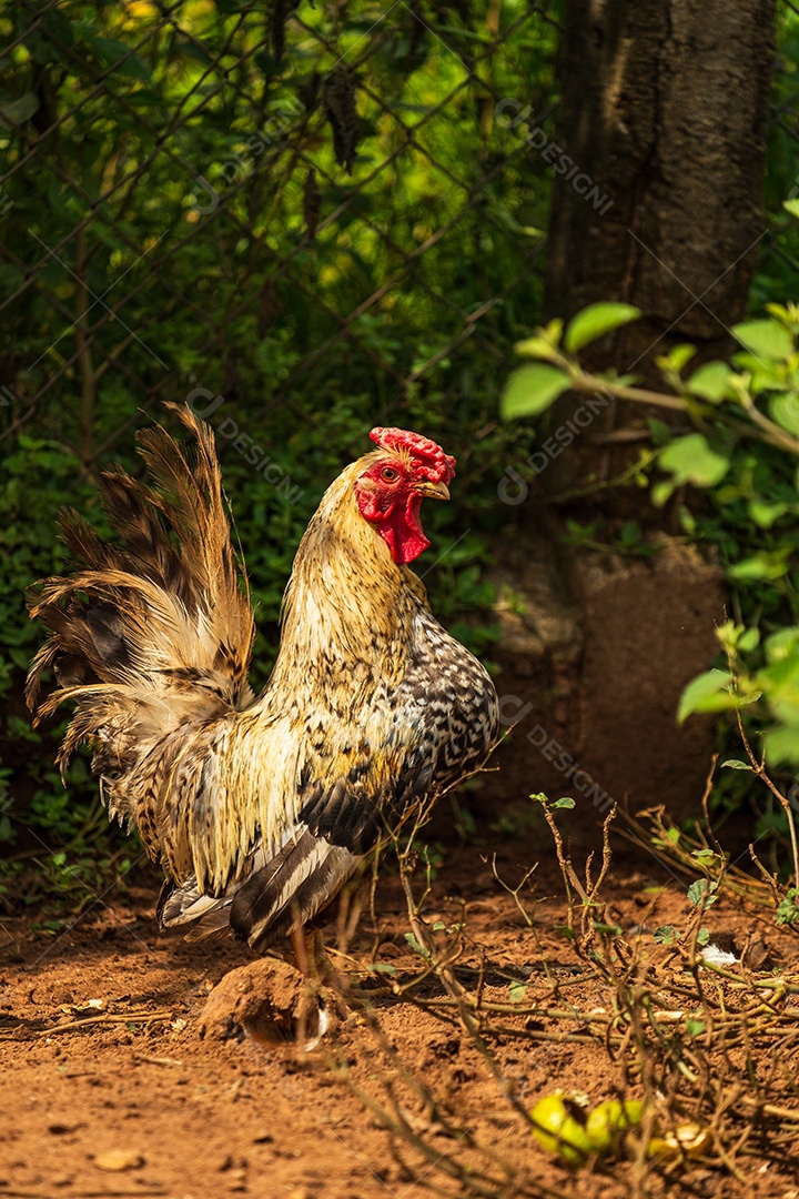 Galo em uma fazenda
