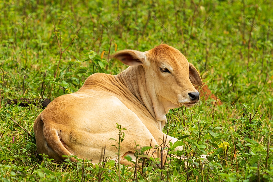Bezerro descansando na grama ao sol