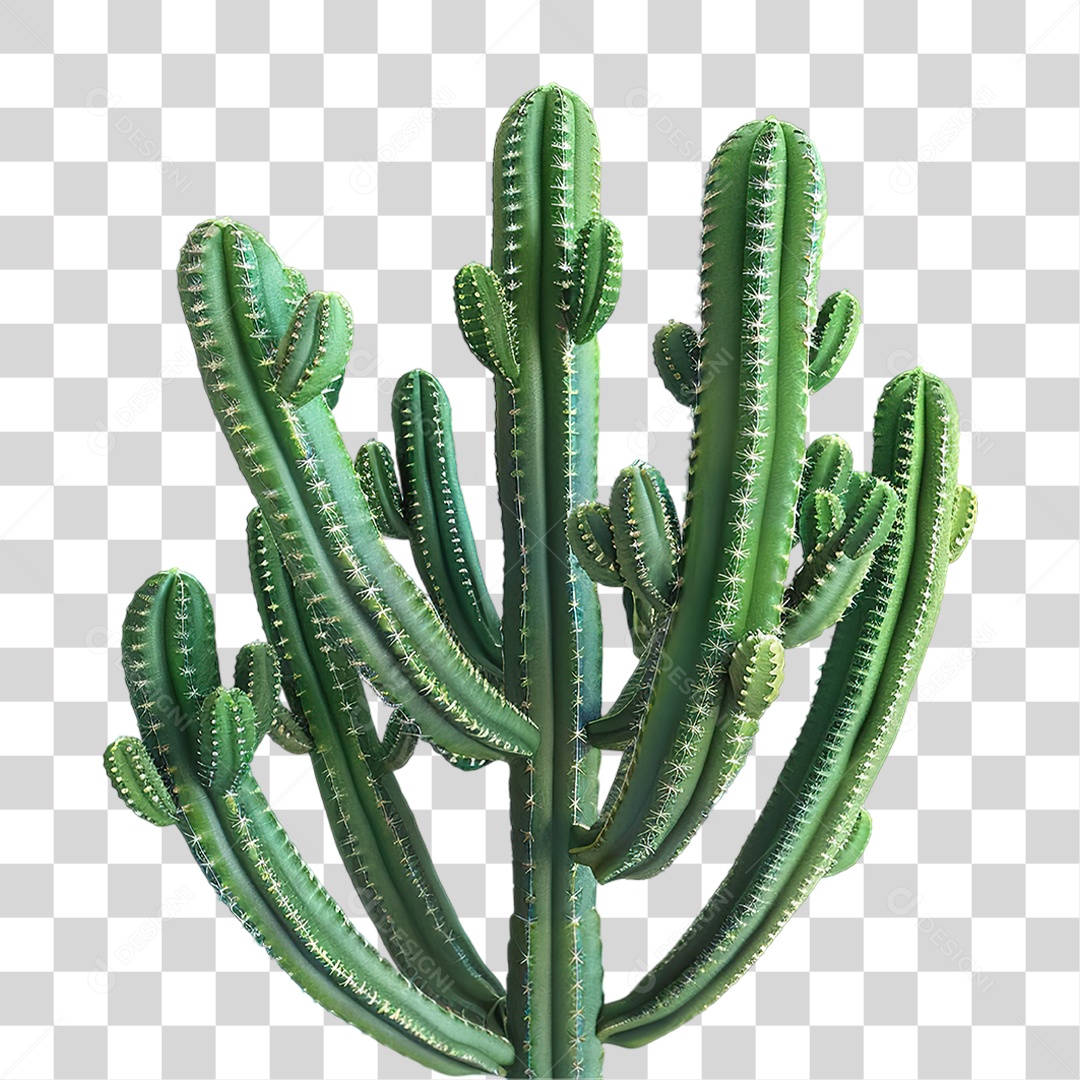 Cacto Verde em Estilo Realista Formato PNG Transparente