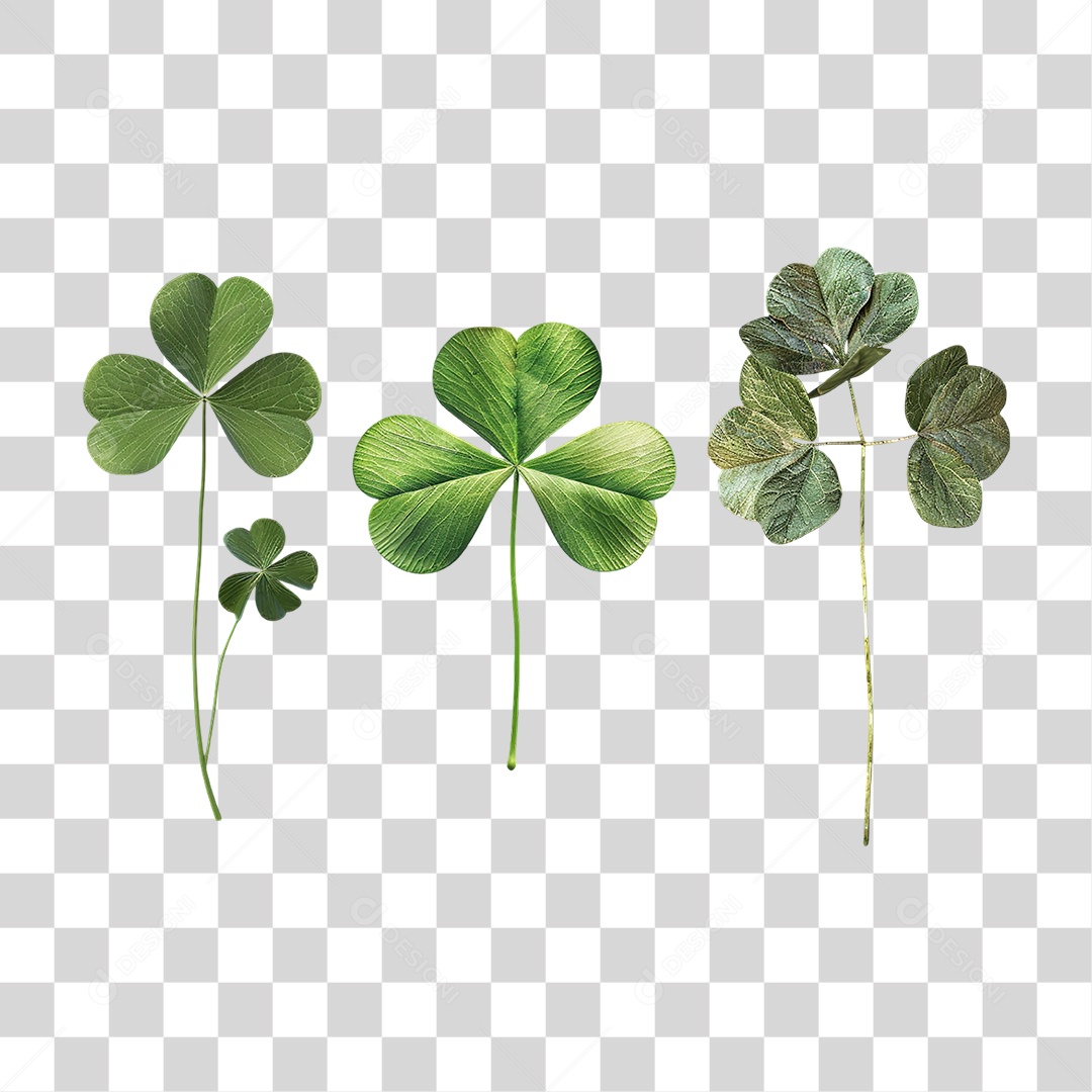 Conjunto de Trevos Verdes Naturais em Estilo Realista Formato PNG Transparente