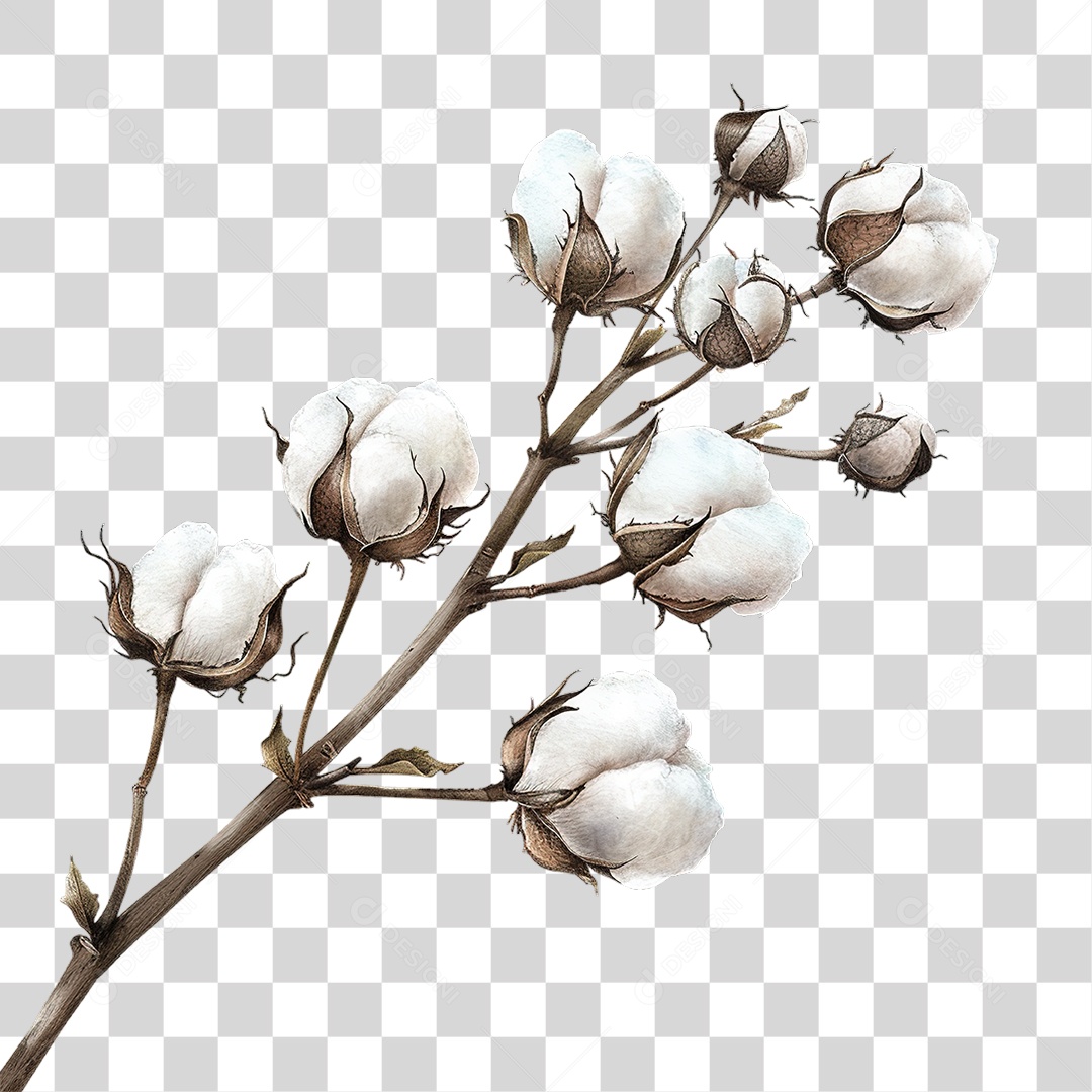 Conjunto de Ramos de Algodão Branco Natural em Estilo Realista Planta Formato PNG Transparente