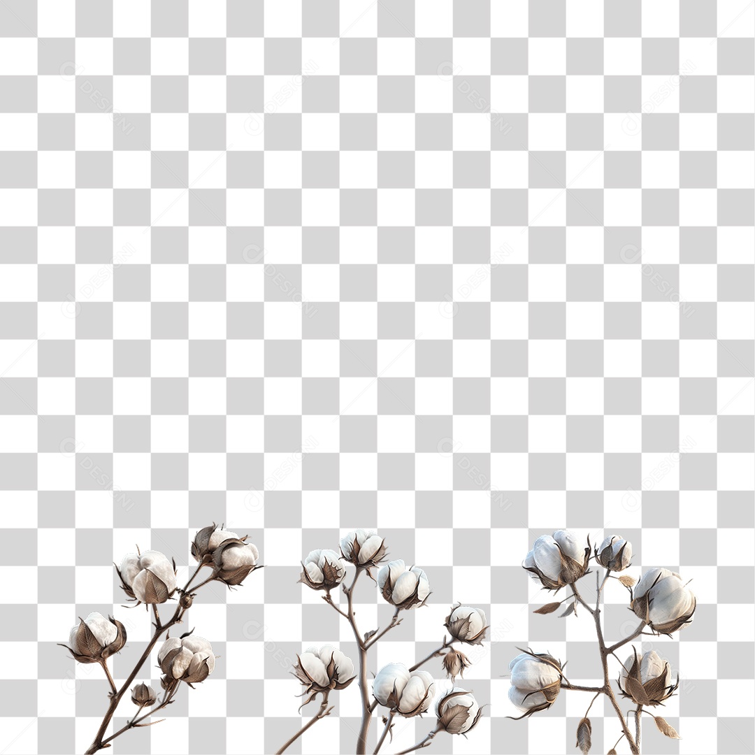 Ramo de Algodão Branco Natural em Estilo Realista Planta Formato PNG Transparente