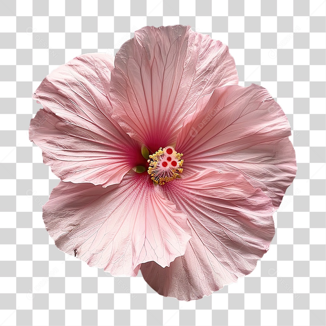 Flor Rosa Grande em Estilo Realista Decoração Natural Formato PNG Transparente