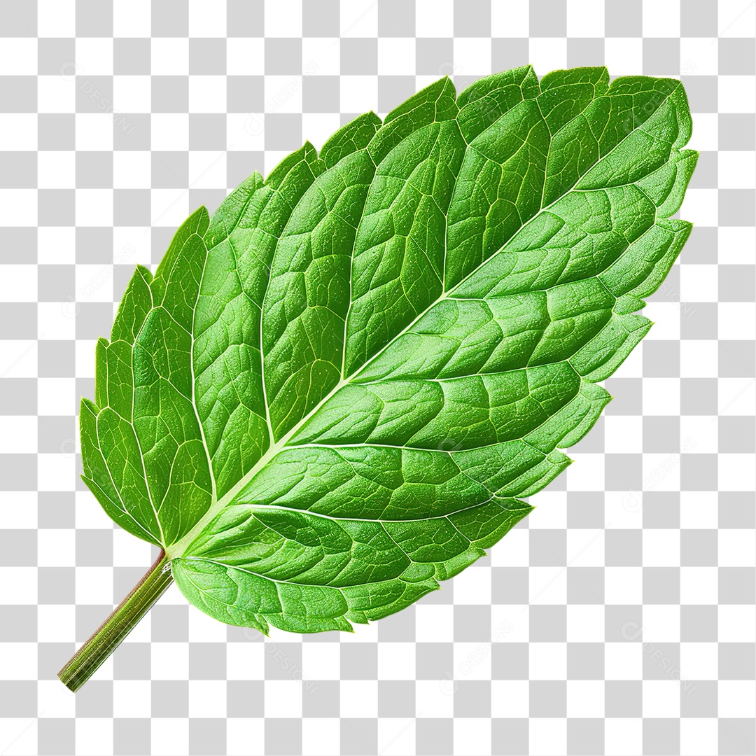 Folha Verde Isolada em Estilo Realista Formato PNG Transparente