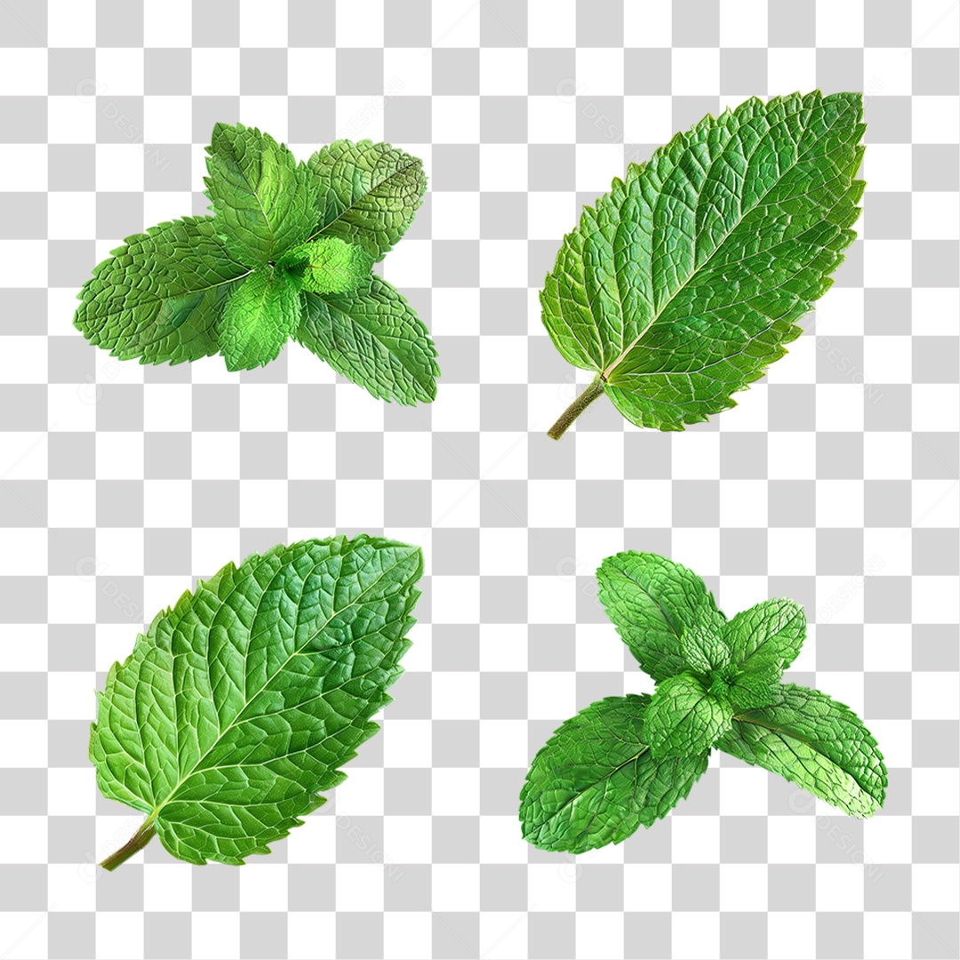 Conjunto de Folhas de Hortelã Verdes em Estilo Realista Formato PNG Transparente