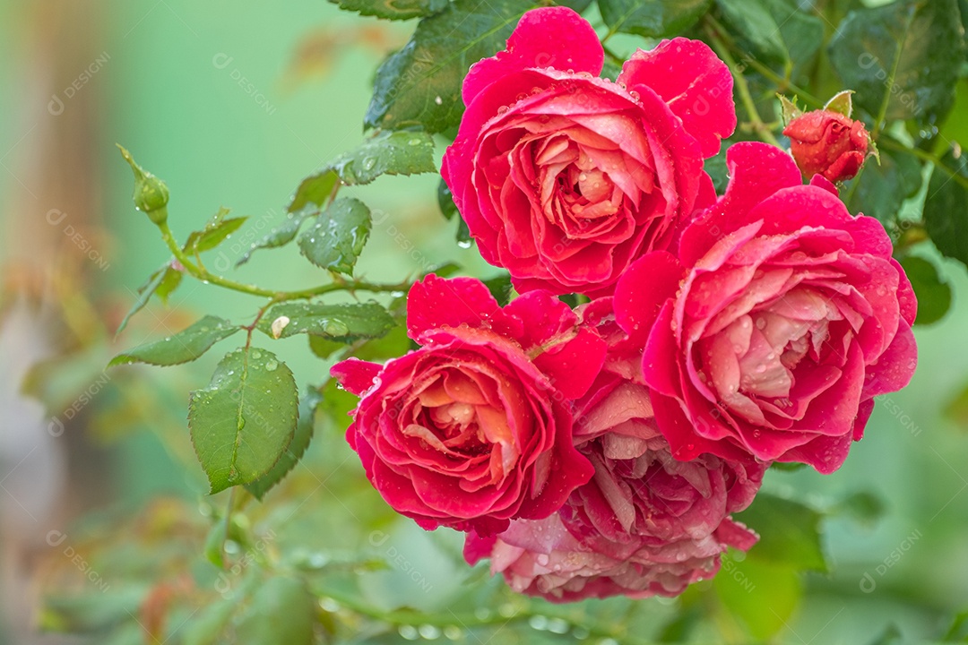 Lindo grupo de flores rosas rosa suaves florescem no verão no jardim rural