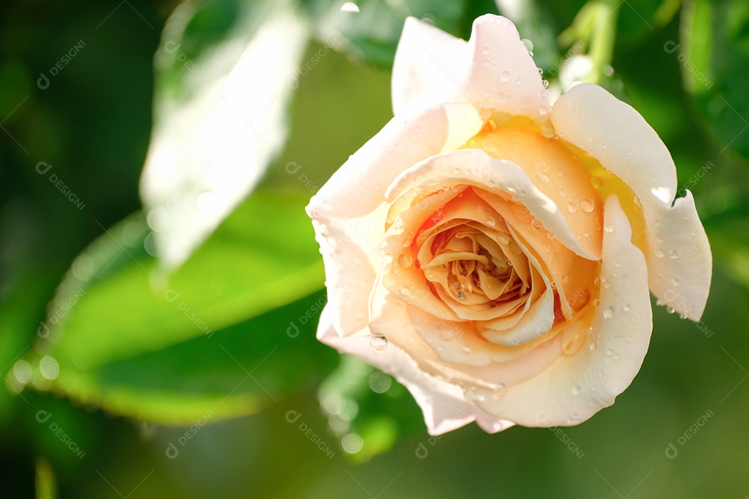 Lindo grupo de flores rosas rosa suaves florescem no verão no jardim rural