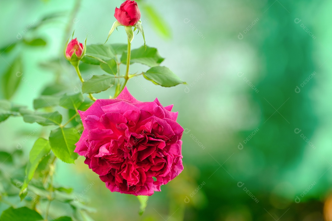 Lindo grupo de flores rosas rosa suaves florescem no verão no jardim rural