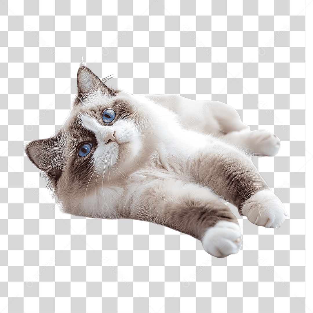 Pet Animal de Estimação Gato PNG Transparente