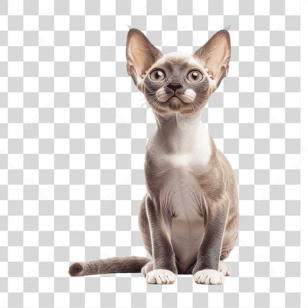 Pet Animal de Estimação Gato PNG Transparente