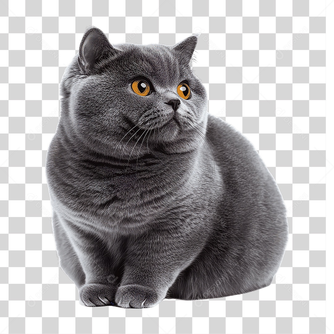 Pet Animal de Estimação Gato PNG Transparente