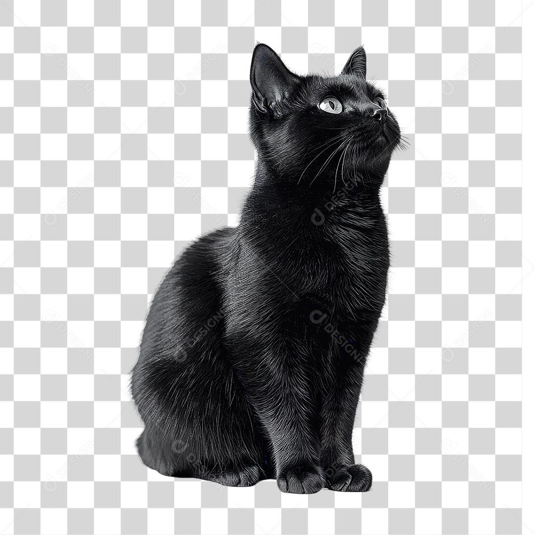 Pet Animal de Estimação Gato PNG Transparente