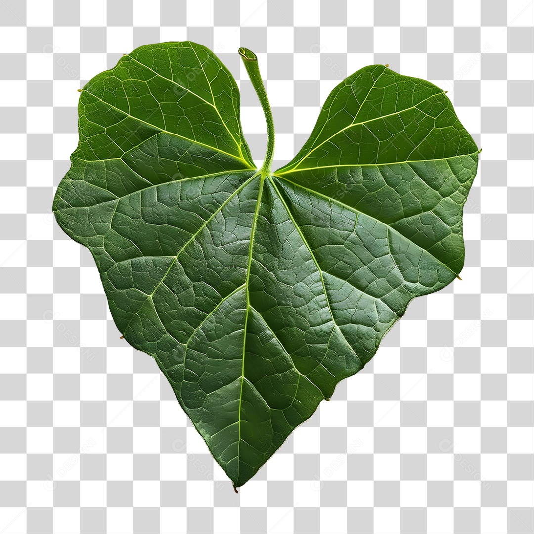 Folha PNG Transparente